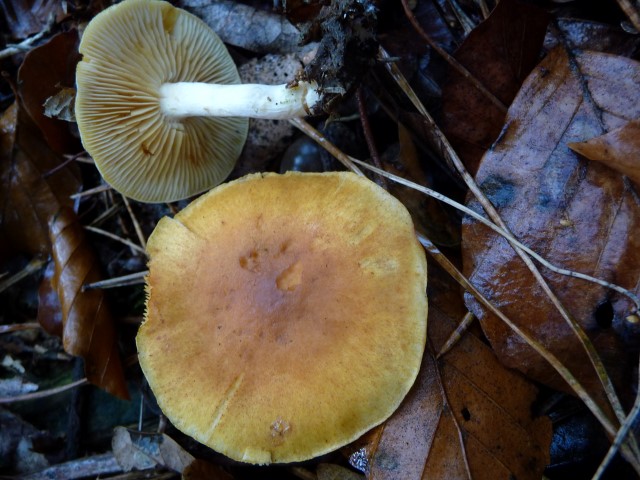 geel oranje paddenstoel met witte steel